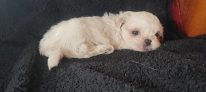 Shih tzu fetita 