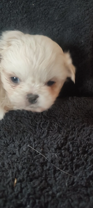 Shih tzu fetita  - imagine 4