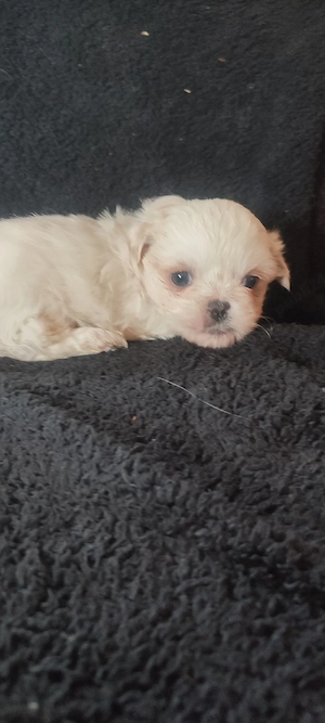 Shih tzu fetita  - imagine 3