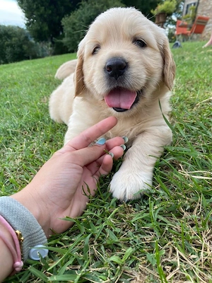 Golden Retriver  - imagine 2