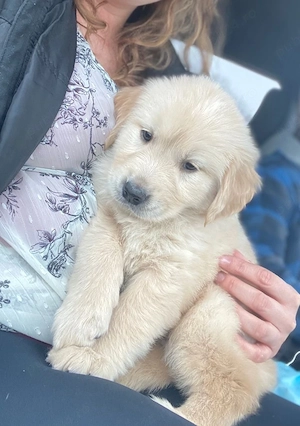 Golden Retriver  - imagine 3