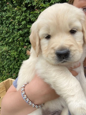 Golden Retriver 