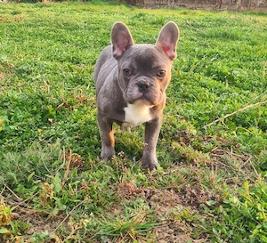 Bulldog Francez Blue Pedigree FCI - imagine 2