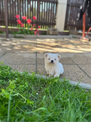  Bichon Maltez de vânzare    - imagine 3