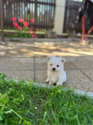  Bichon Maltez de vânzare    - imagine 2