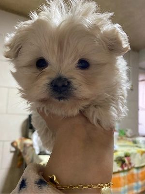  Bichon Maltez de vânzare   
