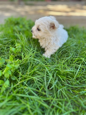 Bichon Maltez de vânzare    - imagine 5