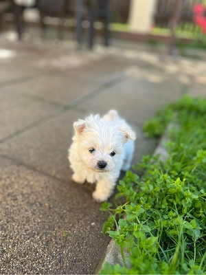  Bichon Maltez de vânzare    - imagine 4