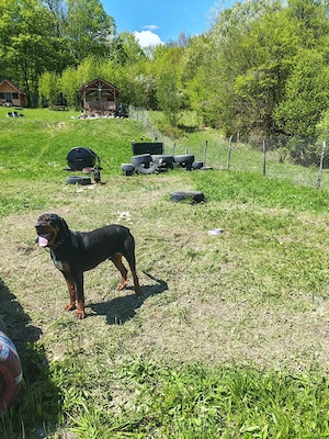 Câine de vânătoare Bloodhound copoi - imagine 2
