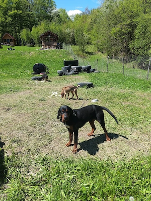 Câine de vânătoare Bloodhound copoi - imagine 5
