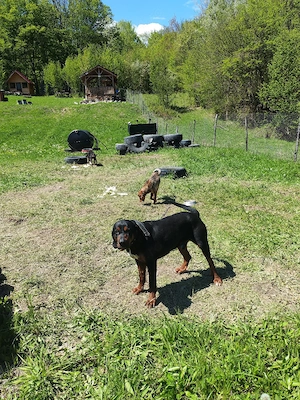 Câine de vânătoare Bloodhound copoi - imagine 3