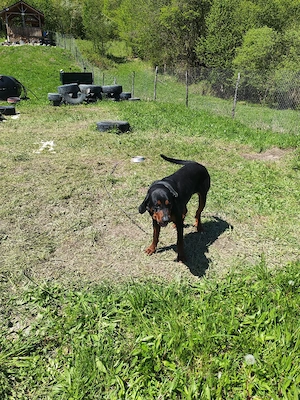 Câine de vânătoare Bloodhound copoi - imagine 4