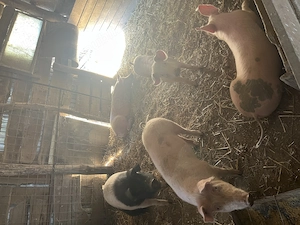 Porci și purcei 