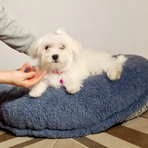 Bichon Maltese  - imagine 3