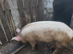 vand porc 100 kg 