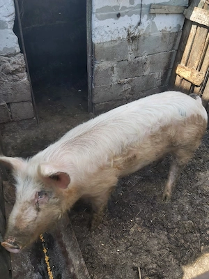 vand porc 100 kg  - imagine 2