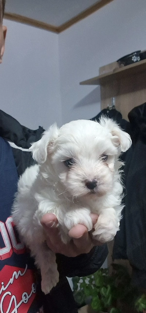 Baietel Bichon maltese rasa pura