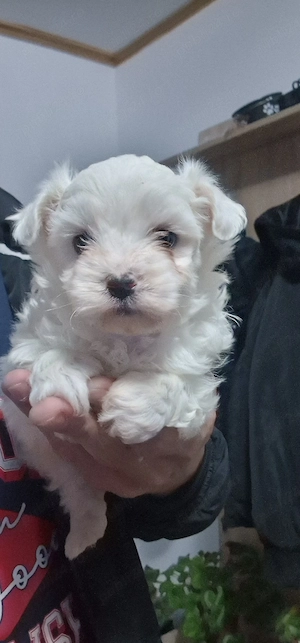 Fetita Bichon Maltese superba