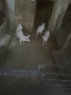 vand purcei rasa landrace 