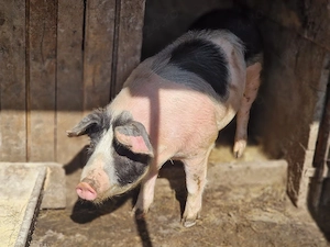 Sacrific porc si vand 
