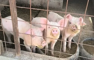 vand porci