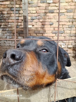 6 pui metis rottweiler cu lup