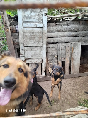 6 pui metis rottweiler cu lup - imagine 2