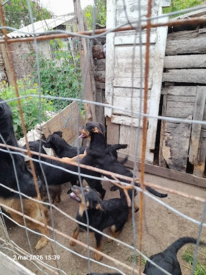 6 pui metis rottweiler cu lup - imagine 3