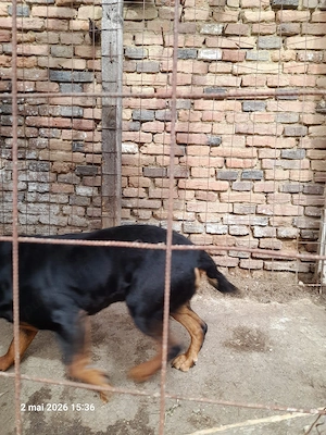 6 pui metis rottweiler cu lup - imagine 4