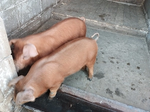 Vând 2 purcei duroc, preț 600 de lei amândoi. - imagine 3