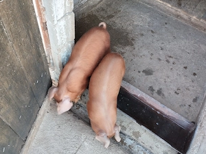 Vând 2 purcei duroc, preț 600 de lei amândoi. - imagine 2