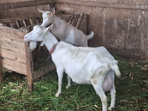 Capra Sannen si iezi separat