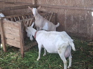 Capra Sannen si iezi separat