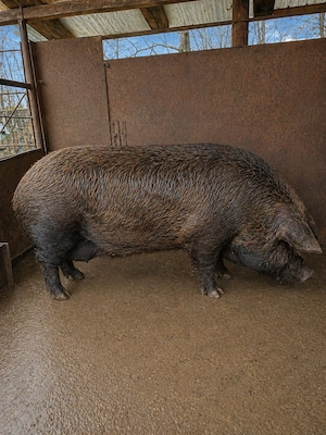 Vând purcei 60 kg și purcea - imagine 4