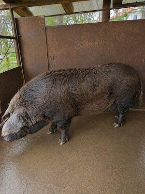 Vând purcei 60 kg și purcea - imagine 3