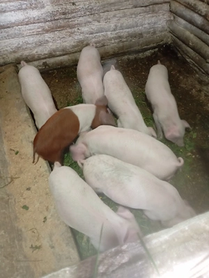 purcei de vânzare 