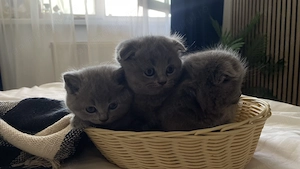 Vând puiuți de pisică Scottish Fold și British Shorthair - imagine 2