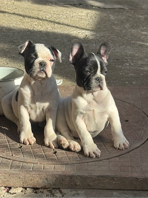 vand pui bulldog francez  - imagine 4