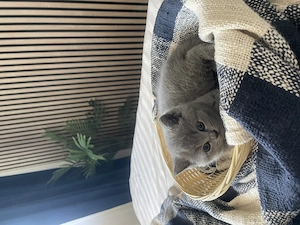 Vând puiuți de pisică Scottish Fold și British Shorthair - imagine 4
