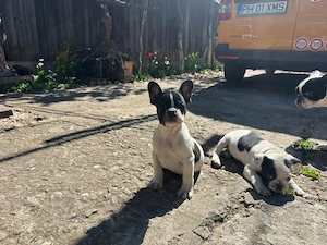 vand pui bulldog francez  - imagine 2