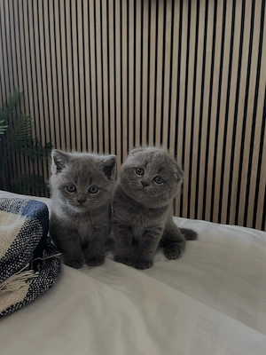 Vând puiuți de pisică Scottish Fold și British Shorthair