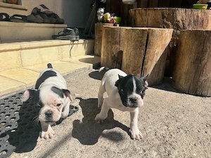 vand pui bulldog francez  - imagine 3