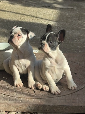 vand pui bulldog francez  - imagine 5