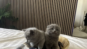 Vând puiuți de pisică Scottish Fold și British Shorthair - imagine 5