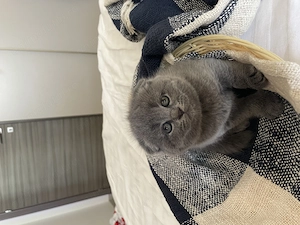Vând puiuți de pisică Scottish Fold și British Shorthair - imagine 3