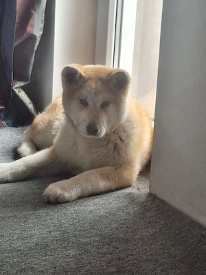 Vând doua cateluse Akita Inu in varsta de 6 luni, - imagine 2