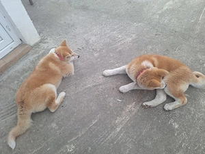 Vând doua cateluse Akita Inu in varsta de 6 luni,
