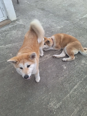 Vând doua cateluse Akita Inu in varsta de 6 luni, - imagine 3