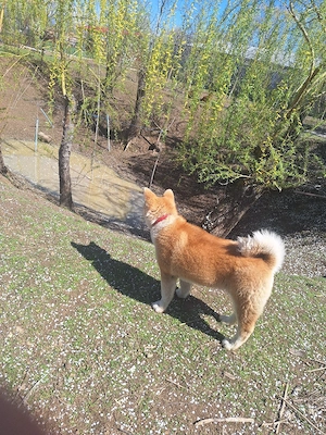 Vând doua cateluse Akita Inu in varsta de 6 luni, - imagine 4