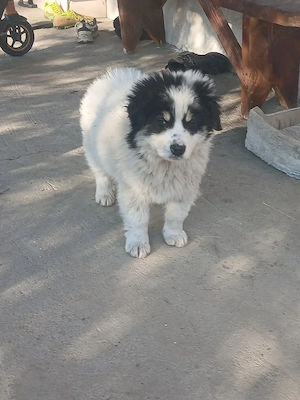 Mascul Ciobanesc de bucovina schimb cu femela Ciobanesc de Bucovina 